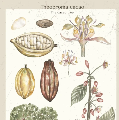 Botanische Bezeichnung