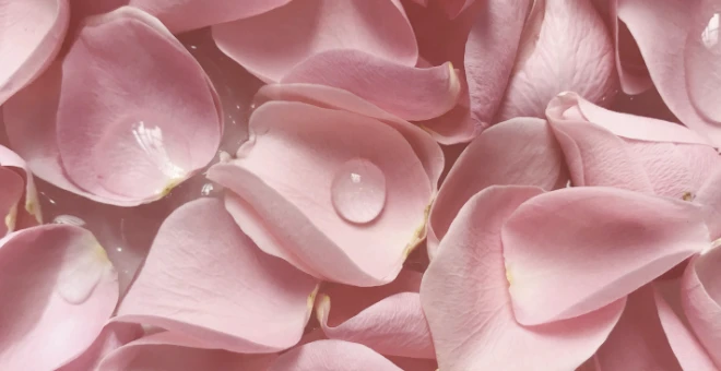 Rosenwasser Rose Rosenwasser Rose
