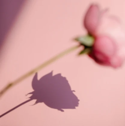 Rose Schatten