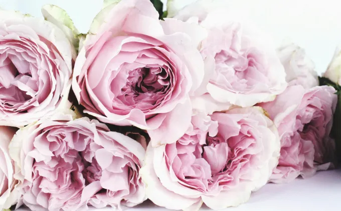 Rosenwasser Rosa Damascena