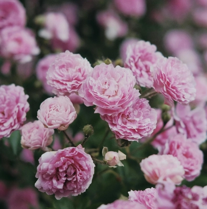Rosenfeld Damaszener Rosen