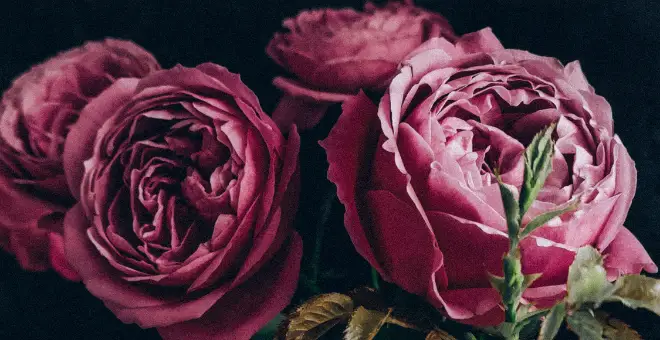 Rosa Damascena