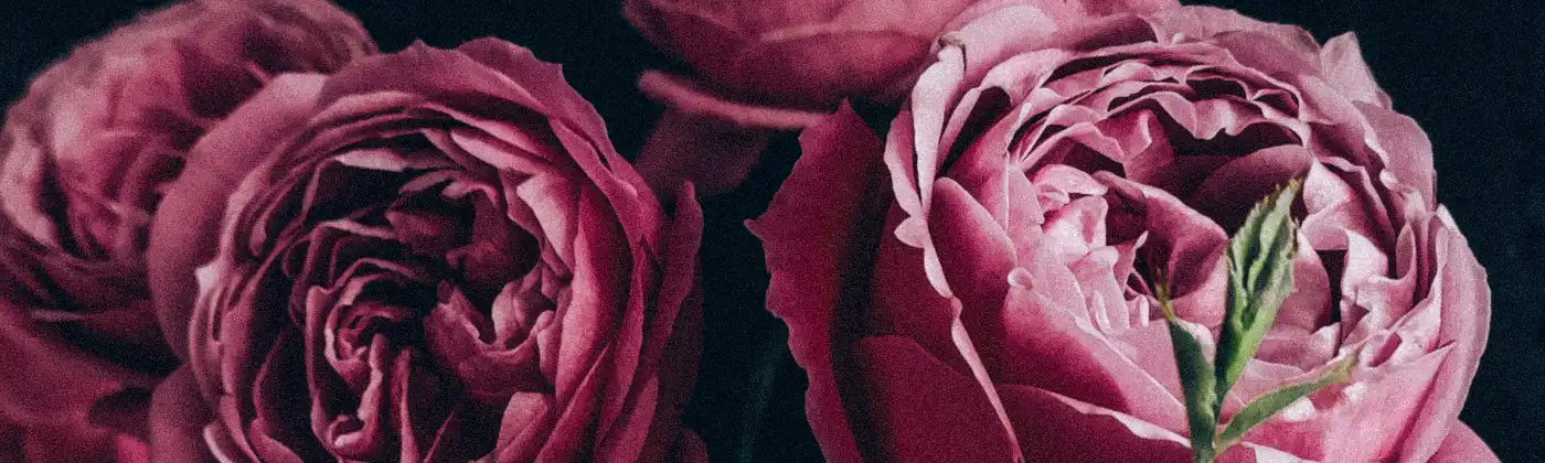 Rosa Damascena