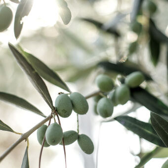 ASAVO Instagram Olivenöl
