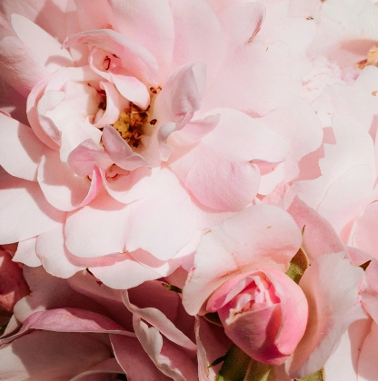 Rose Detail